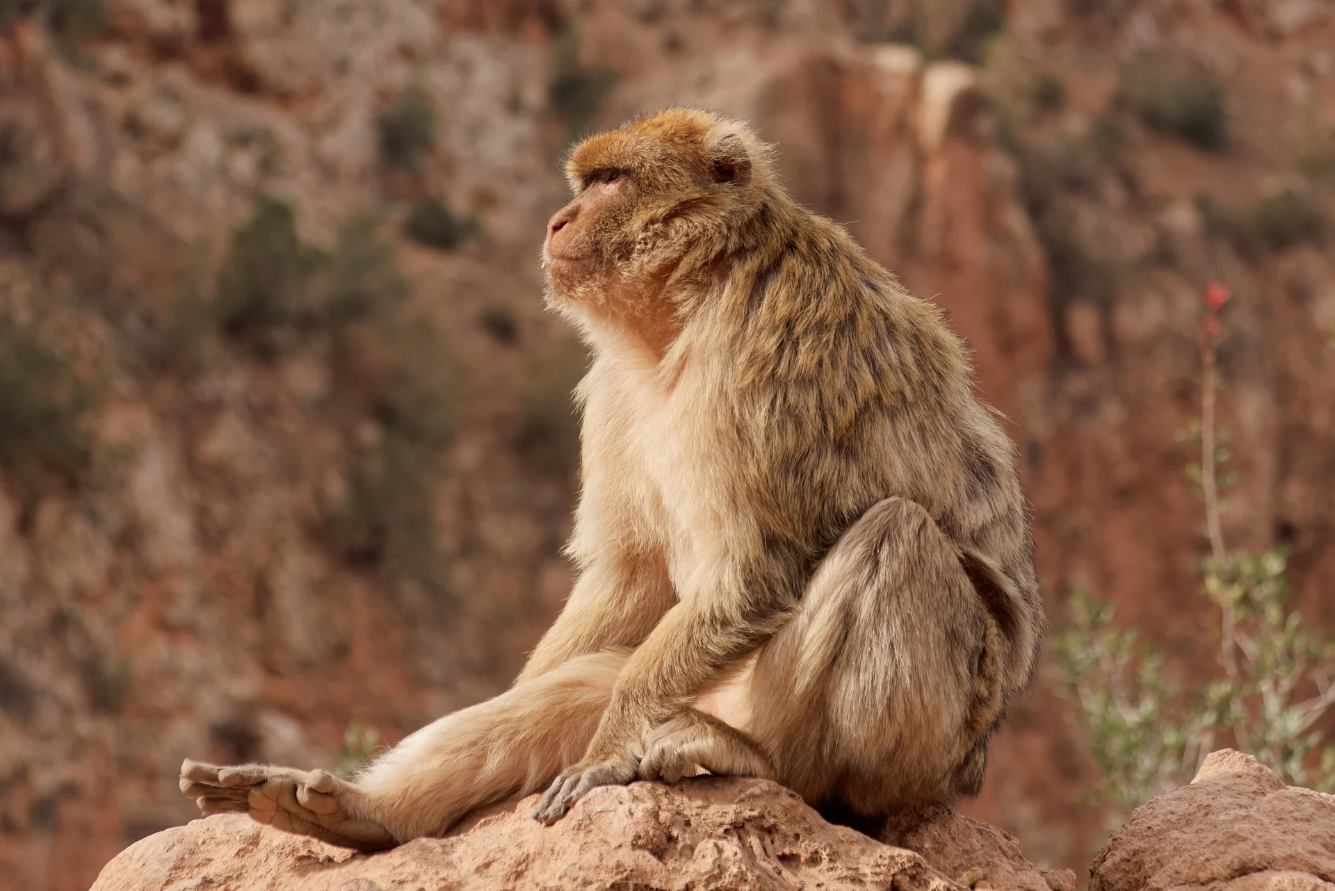 Barbary macaque perched on a rock, observed from the solo hiking trail near the Ouzoud Waterfalls